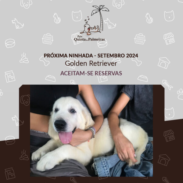 Ninhada Golden Retriever