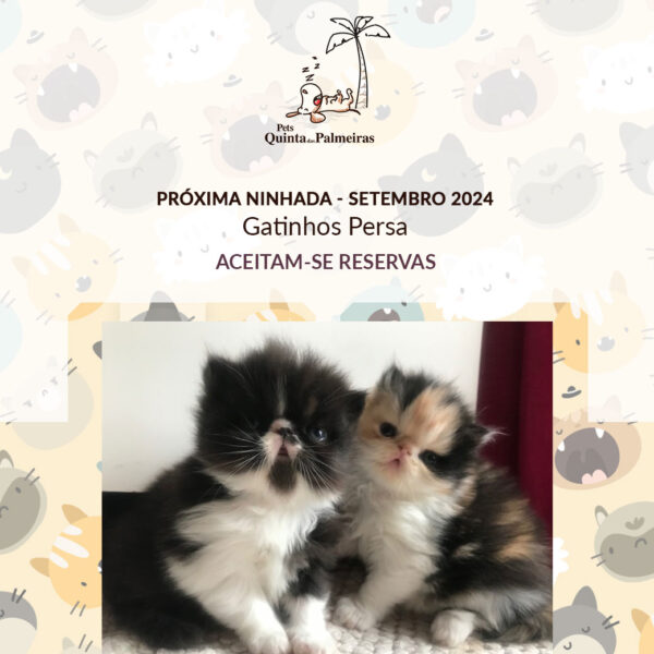 Ninhada Gatos setembro 2024